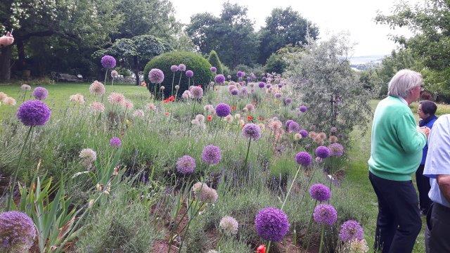 2017_06_21doschka_garten130.jpg